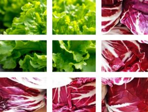 Máquinas agrícolas dedicadas al cultivo de ensaladas