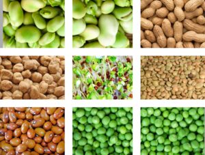 Maquinaria agrícola específica para el cultivo de la lenteja | Oliver Agro